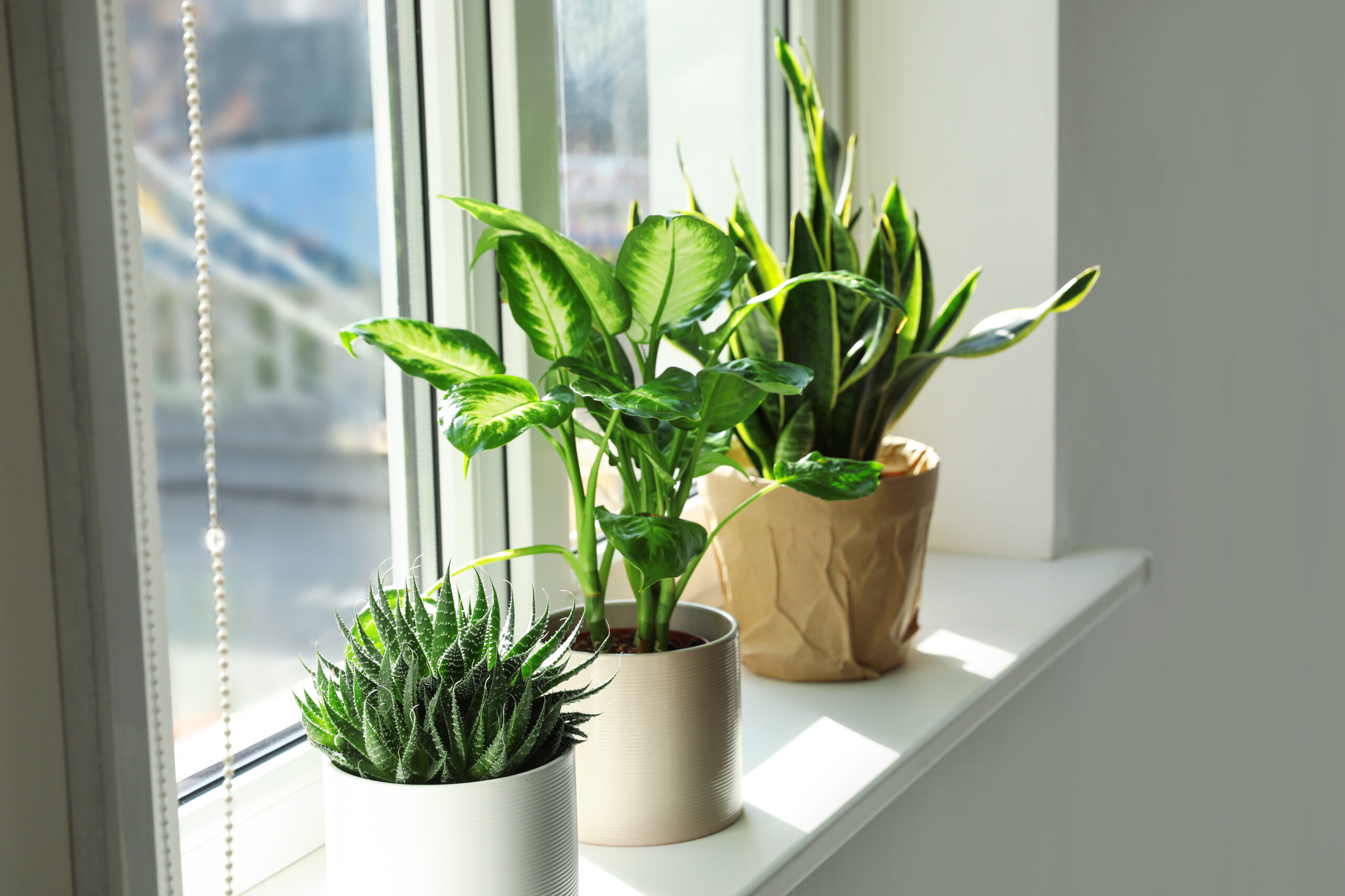 Window Planting Mistakes | Eternia